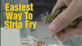 How To Easily Strip African Cichlid Fry Multiple Demonstations Stripping hundreds of fry [upl. by Sisxela]