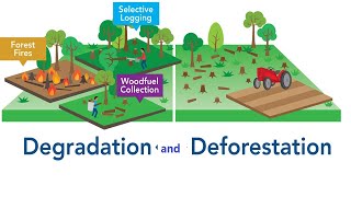 Deforestation and forest degradation in the world [upl. by Nat440]