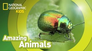 Beetle 🐞  Amazing Animals [upl. by Tessa]