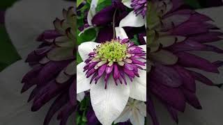 Clematis viennetta [upl. by Gnivri881]