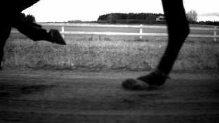 Horse Gait Slow Motion [upl. by Ramat53]