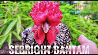 Sebright Bantam Chicken  One of the most beautiful breed of chicken in the world [upl. by Kassia484]