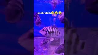 zebrafish biocenter laughingsong funny [upl. by Adekan136]