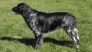 Dog Breed Video Large Munsterlander [upl. by Yremrej197]