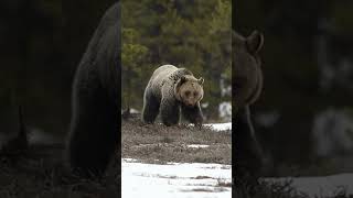 Grizzly at Grand Tetons [upl. by Sonaj966]