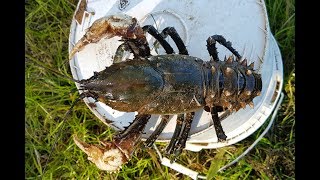 How to catch crayfish with meat and string [upl. by Ingeborg]