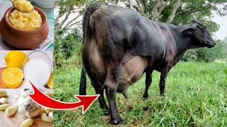 How To Increase Udder Size Of Cow amp Buffalo  Udder Badhane Ka Desi Tarika [upl. by Velasco]