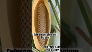 Epipremnum pinnatum plants shipping philodendron online onlineplants onlineshopping [upl. by Orofselet]