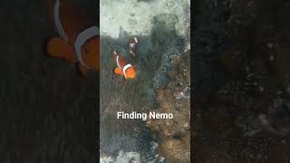 Finding Nemo [upl. by Sac]