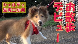 シェルティちょこ 念願のお散歩デビュー！！！Shelties CHOCO walk debut [upl. by Leirbag]