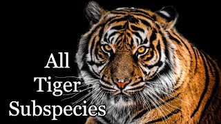 All Nine Tiger Subspecies  The Year of the Tiger [upl. by Ellehcal951]