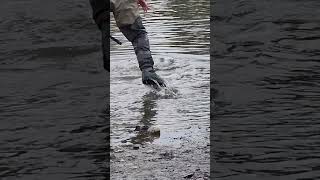 Sending back salmon caught by fishingI ❤️ this salmon fishing Vedder river Canada 🇨🇦 [upl. by Waldo375]