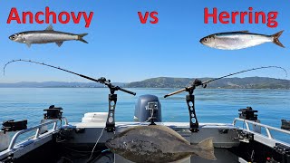 ANCHOVY vs HERRING  Halibut Fishing SF Bay [upl. by Vedi]