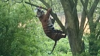 Hungry Tiger Leaps Into Tree For Dinner [upl. by Stanfield]