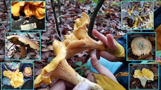 🍄Neuer Wald mit fetter PfifferlingÜberraschung🎉  26102024 mit meinem Sohn im Schwammerlglück🤩 [upl. by Ressay]