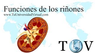 Fisiología Renal Medicina explicada Funciones del Riñon [upl. by Tersina]