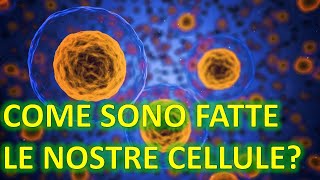 LA CELLULA  Come è fatta Quali sono le sue componenti principali  FACILE [upl. by Nonnek]