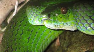 Trimeresurus flavomaculatus Philippine pit viper [upl. by Myra39]