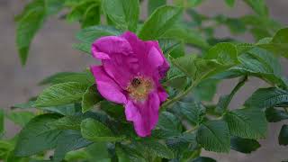 Honeybee in rugosa rose [upl. by Gibeon]