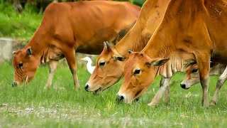 These cows are happily living wild on the edge of the green village forest [upl. by Drisko221]