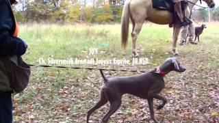 2011 Chattahoochee Weim Club Walking Field TrialHunt Test [upl. by Nydia]