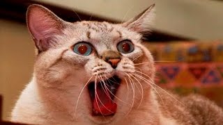 Funny Scared Cats and Dogs Compilation 2017 [upl. by Adnolay332]