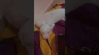 Rajapalayam dog puppys fight ll tamil nativebreeddogs subscribe harshasmiles ItsHarsha2022 ll [upl. by Marelda867]