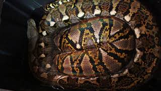 How Much Work Is A Pet Reticulated Python [upl. by Poppo]