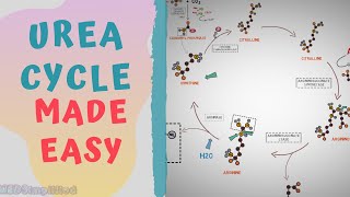 UREA CYCLE MADE EASY 2020  METABOLISMS MADE SIMPLE [upl. by Niessuh]