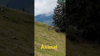 Wildtiere auf Schweizer Alpen shorts switzerland alps [upl. by Aniakudo]