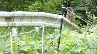 Japanese Monkeys Walk along Guardrail [upl. by Aihsad]