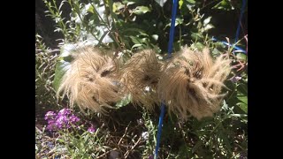 Harvesting Seed from a Clematis Vine [upl. by Fachan410]