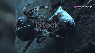 Shelob vs Aragog  Who Will Win [upl. by Lynett]