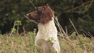 Springer Spaniel Learning to Hunt in Cover [upl. by Sixla329]