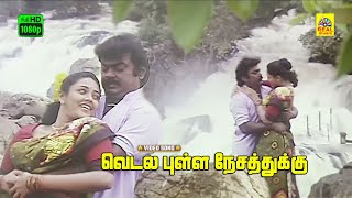 Vedala Pulla Nesathukku Video Songs  Periya Marudhu  Ilaiyaraaja  Vijayakanth  Stereo  HD [upl. by Amero]