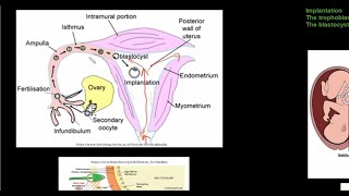 Grade 12 Life Sciences Human Reproduction Part 4 [upl. by Jonny]