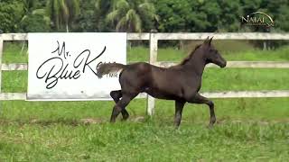 LOTE 020  ETERNAL DON TORO JSA  XVII LEILÃO NATAL QUARTER HORSE [upl. by Fauver]