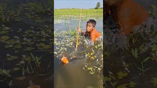 Wow Amazing Deshi Teta Trap fishing in Beel water fishingbyteta tetafishing catchingfish [upl. by Hannej]