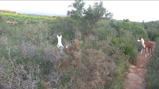 Podenco Ibicenco en acción [upl. by Webber]