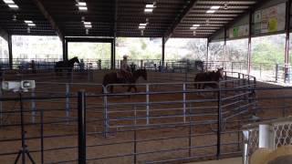 Ultimate Horsemans Challenge 2014 Union County Saddle Club [upl. by Arezzini868]