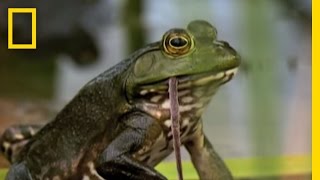 Bullfrogs Eat Everything  National Geographic [upl. by Airotal]