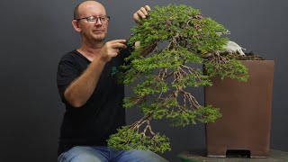 Juniper procumbens bonsai styling [upl. by Furlong286]