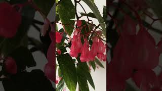 Cane Begonia begonia indoorplants flowers fengshui plants spotted garden goodvibes [upl. by Sajovich519]