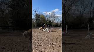 Gymnastic from todaycute horse equestrian showjumping eventing pony showpony cutehorse [upl. by Valeria]