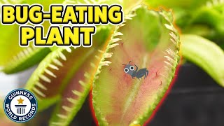 Worlds largest Venus flytrap can eat insects whole [upl. by Notsecnirp]