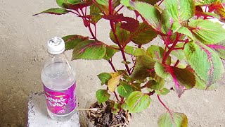 Como Hacer RIEGO POR GOTEO con Botellas de Plástico Reciclado Para PLANTAS PASO a PASO [upl. by Viviane]