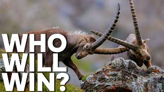 Mountain Goat vs Ibex Who is the Ultimate Alpine Champion [upl. by Cousin]