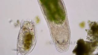 Turbellaria catches prey Микроскопический червь охотится и ловит добычу [upl. by Aiuqram]