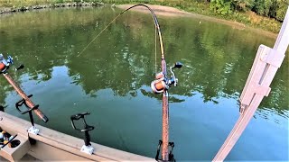 Tips for Catching FLATHEAD CATFISH with CUTBAIT Works anywhere [upl. by Letsirhc]