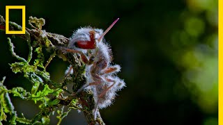 Zombie Parasite Cordyceps Fungus Takes Over Insects Through Mind Control  National Geographic [upl. by Naamana]